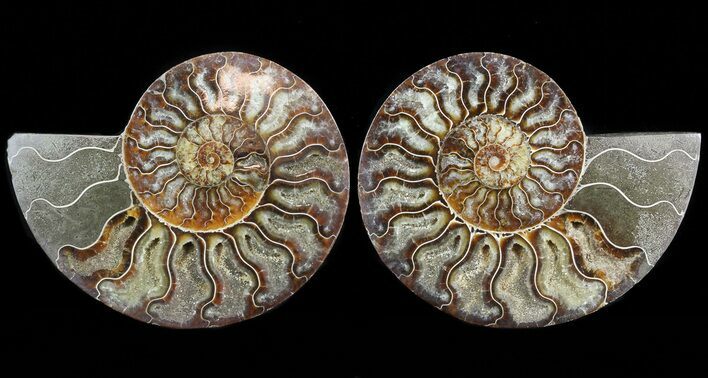 Sliced Fossil Ammonite Pair - Agatized #45501